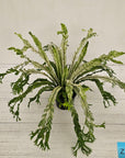 Fern Asplenium nidus Variegata