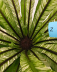 Fern Asplenium nidus Variegata