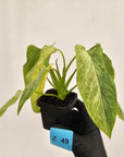 Homalomena sulcata ‘Cream Frost’ - SALE