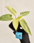 Homalomena sulcata ‘Cream Frost’ - SALE