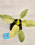 Homalomena sulcata ‘Cream Frost’ - SALE