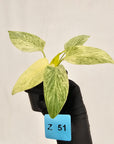 Homalomena sulcata ‘Cream Frost’ - SALE