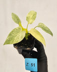 Homalomena sulcata ‘Cream Frost’ - SALE