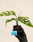 Monstera obliqua ‘Peru’