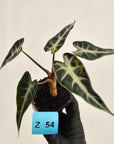 Alocasia Amazonica bambino Variegata