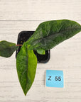 Alocasia scalprum 'Aurea' Variegata