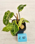 Philodendron gloriosum 'Snow Leopard'