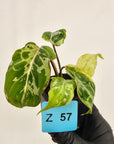 Philodendron gloriosum 'Snow Leopard'