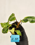 Philodendron gloriosum 'Snow Leopard'