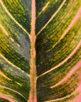 Aglaonema 'Wild Lotus'