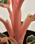 Aglaonema 'Wild Lotus'