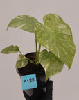 Monstera deliciosa Legacy