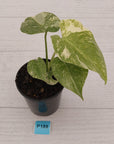 Monstera deliciosa Legacy