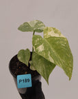 Monstera deliciosa Legacy