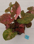 Syngonium podophyllum ' Strawberry Ice Galaxy'