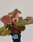 Syngonium podophyllum ' Strawberry Ice Galaxy'