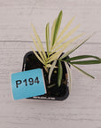 Chamaedorea elegans Parlour Palm Variegated