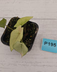 Alocasia scalprum 'Mint'