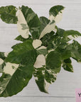 Alocasia 'Okinawa Silver' -