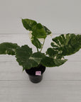 Alocasia 'Okinawa Silver' -