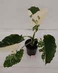 Alocasia 'Okinawa Silver' -