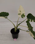 Alocasia 'Okinawa Silver' -