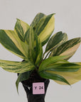 Rhaphidophora decursiva ‘Dragon's Tail’ Variegata