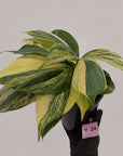 Rhaphidophora decursiva ‘Dragon's Tail’ Variegata