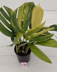 Rhaphidophora decursiva ‘Dragon's Tail’ Variegata