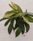 Rhaphidophora decursiva ‘Dragon's Tail’ Variegata