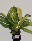 Rhaphidophora decursiva ‘Dragon's Tail’ Variegata