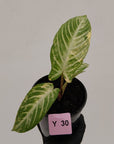 Phyllotaenium lindenii Magnificum Variegata - sale