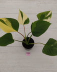 Homalomena rubescens 'Emerald Gem' Variegata