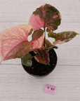 Syngonium podophyllum ' Strawberry Ice Galaxy'