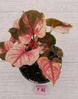 Syngonium podophyllum ' Strawberry Ice Galaxy'