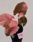 Syngonium podophyllum ' Strawberry Ice Galaxy'
