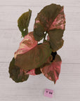 Syngonium podophyllum ' Strawberry Ice Galaxy'
