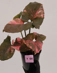 Syngonium podophyllum ' Strawberry Ice Galaxy'