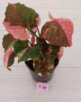 Syngonium podophyllum ' Strawberry Ice Galaxy'
