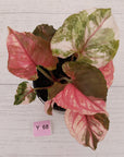 Syngonium podophyllum ' Strawberry Ice Galaxy'