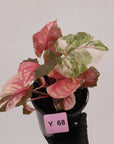 Syngonium podophyllum ' Strawberry Ice Galaxy'