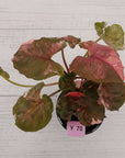 Syngonium podophyllum ' Strawberry Ice Galaxy'