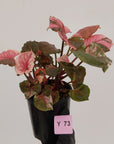 Syngonium podophyllum ' Strawberry Ice Galaxy'