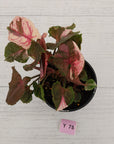 Syngonium podophyllum ' Strawberry Ice Galaxy'