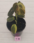 Philodendron melanochrysum Variegata