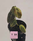 Philodendron melanochrysum Variegata