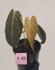 Philodendron melanochrysum Variegata
