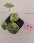 Alocasia baginda ‘Dragon Scale Mint'
