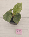 Alocasia baginda 'Silver Dragon' Variegata