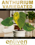 Anthurium andraeanum Variegata - Perfectly Imperfect 125mm